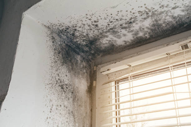 Affordable Mold Removal solutions in Millburn, NJ